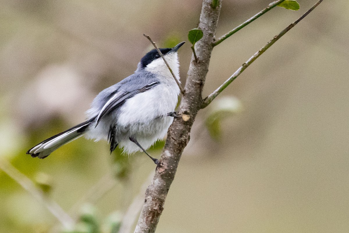 Tropical Gnatcatcher - Sue Wright