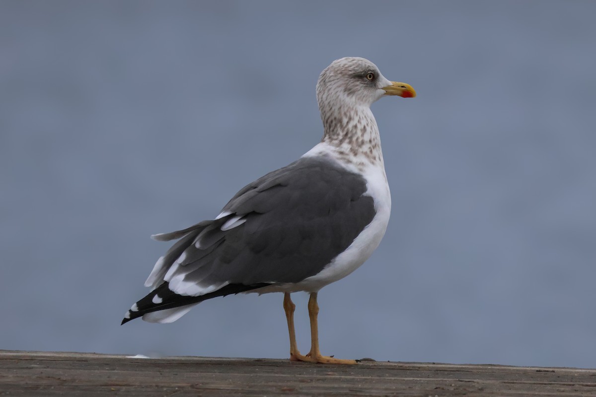 Lesser Black-backed Gull - ML611807351