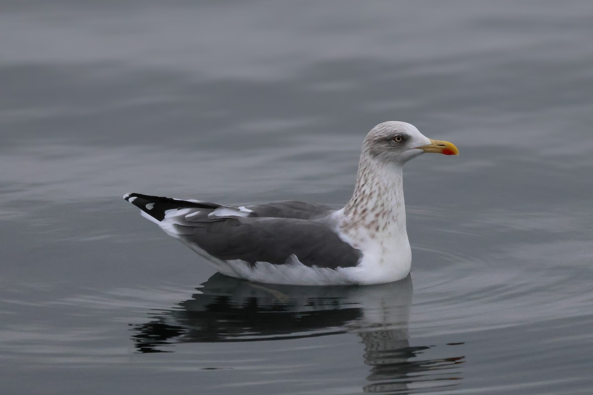 Lesser Black-backed Gull - ML611807352