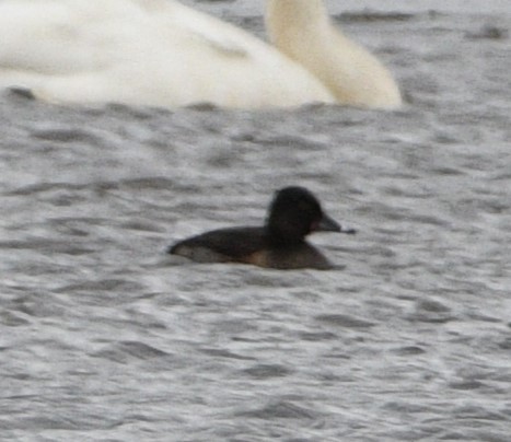 Ring-necked Duck - ML611807358