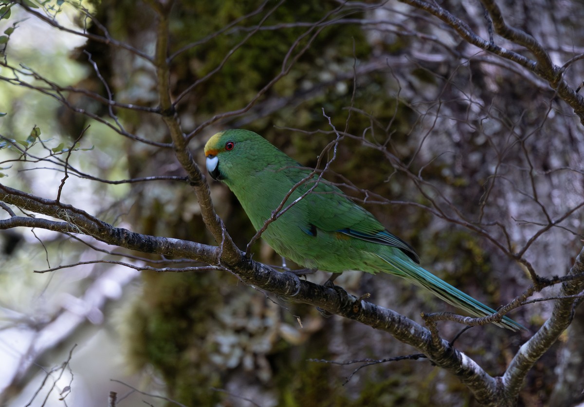 Perico Maorí Montano - ML611807417