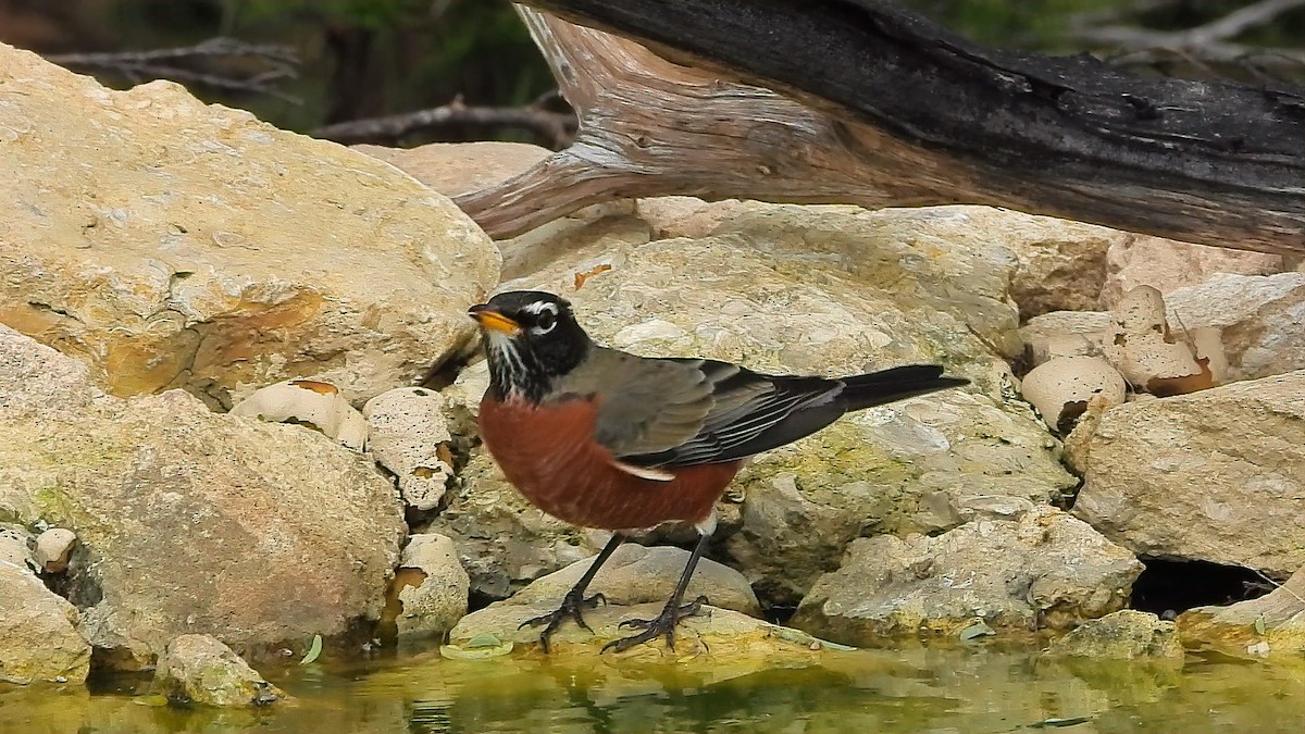 American Robin - ML611807471