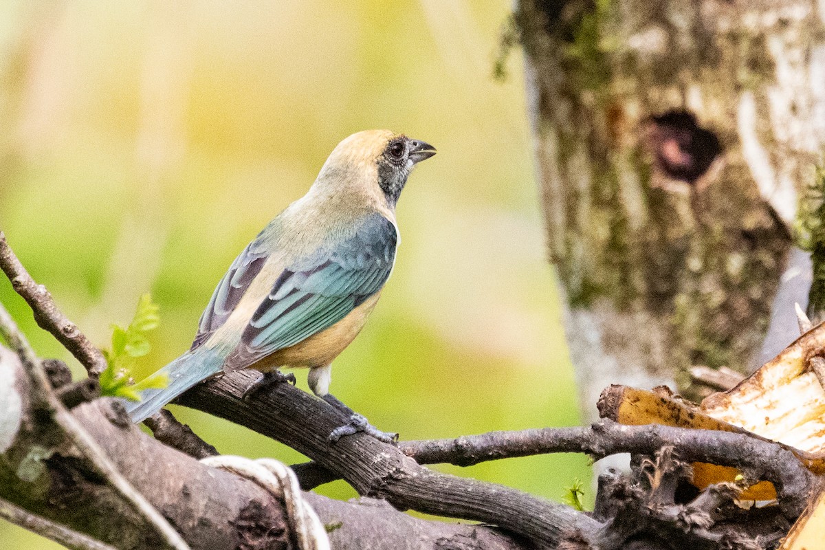 Burnished-buff Tanager - Sue Wright