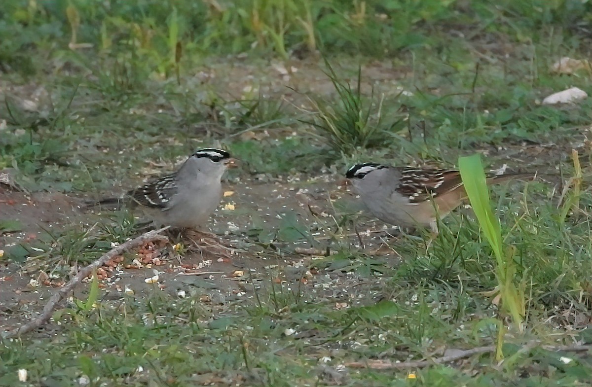 Bruant à couronne blanche - ML611807486