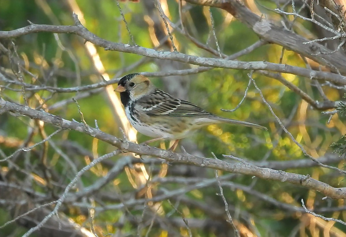 Harris's Sparrow - ML611807495