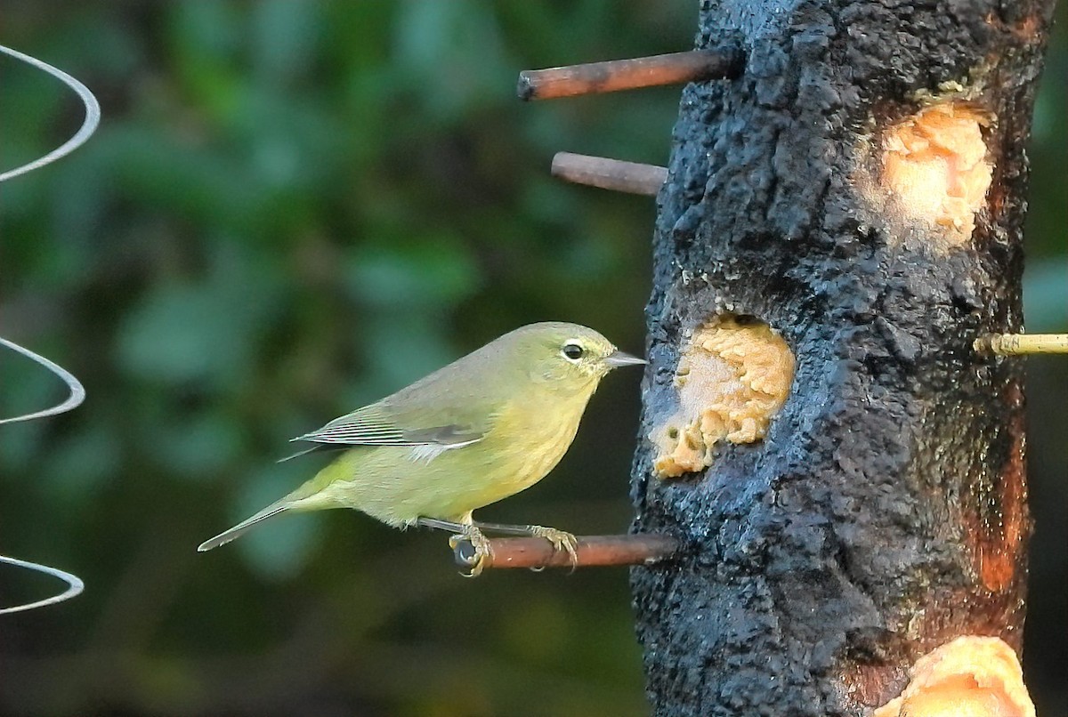 Orange-crowned Warbler - ML611807510