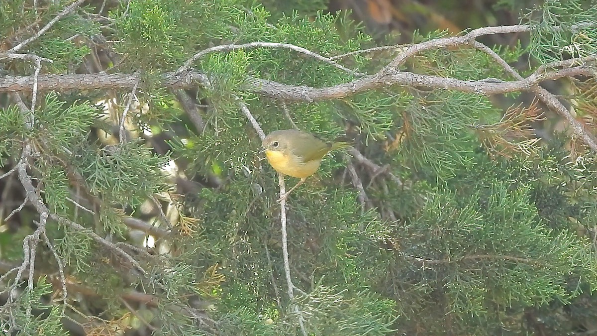 Common Yellowthroat - ML611807520