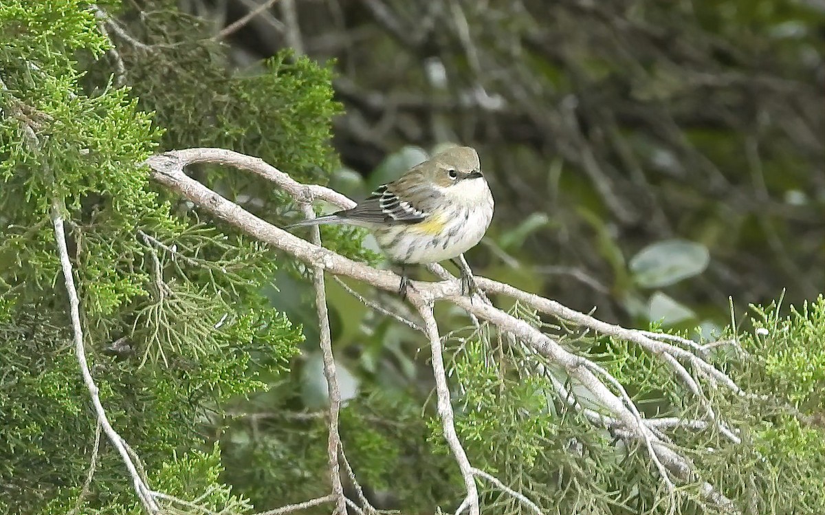 Yellow-rumped Warbler - ML611807531