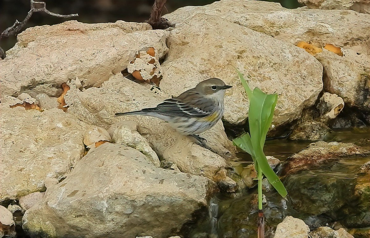 Yellow-rumped Warbler - ML611807532