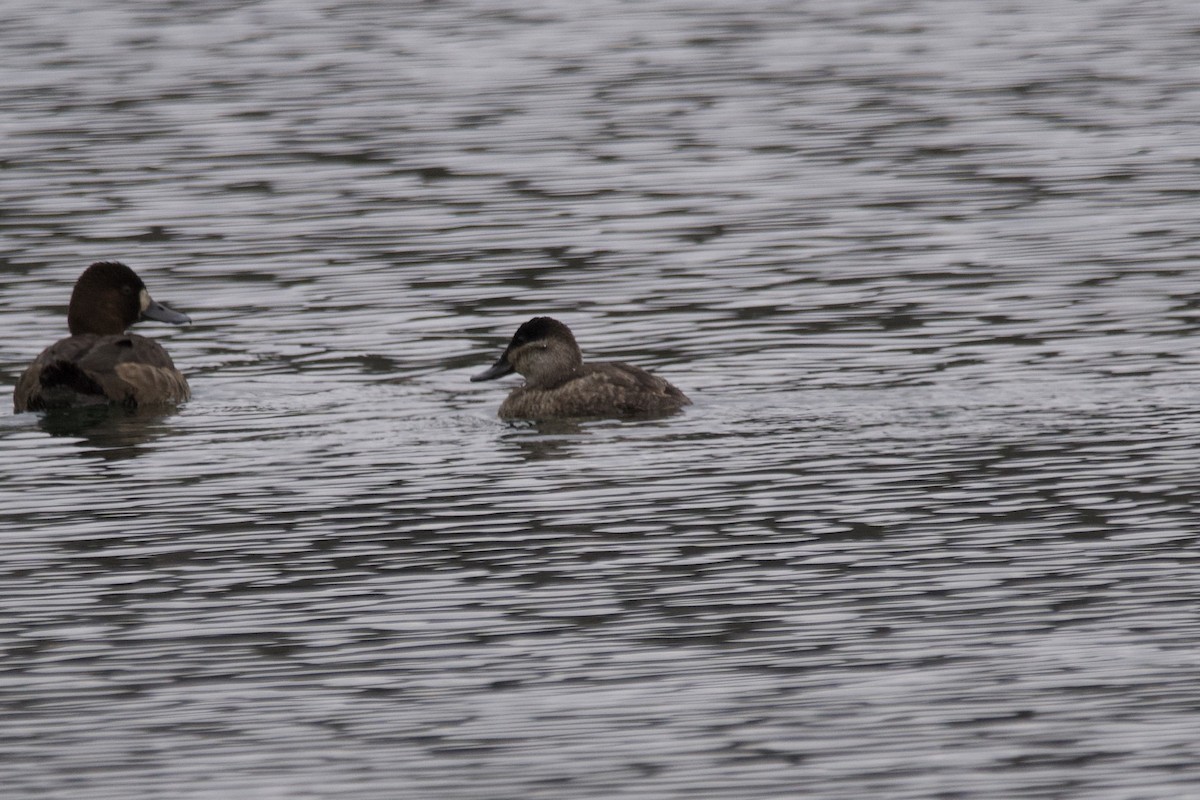 Ruddy Duck - ML611807541