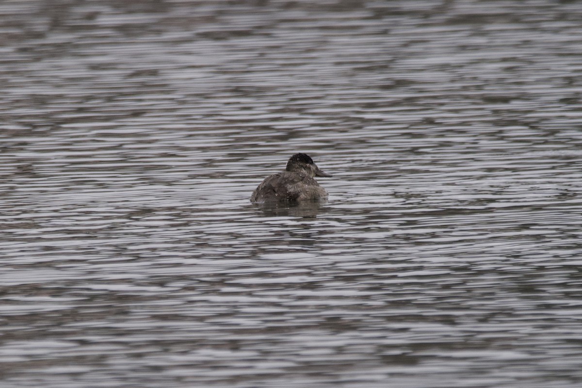 Ruddy Duck - ML611807542