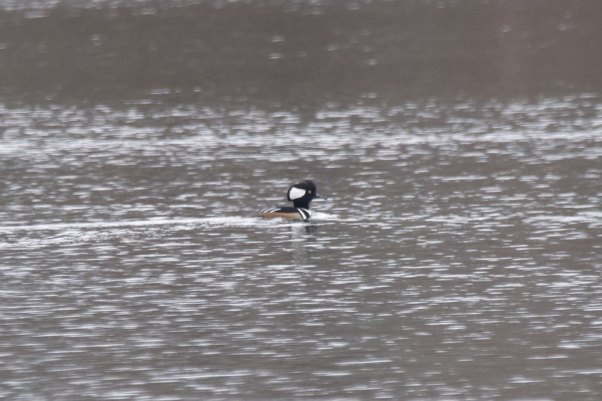 Hooded Merganser - ML611807546