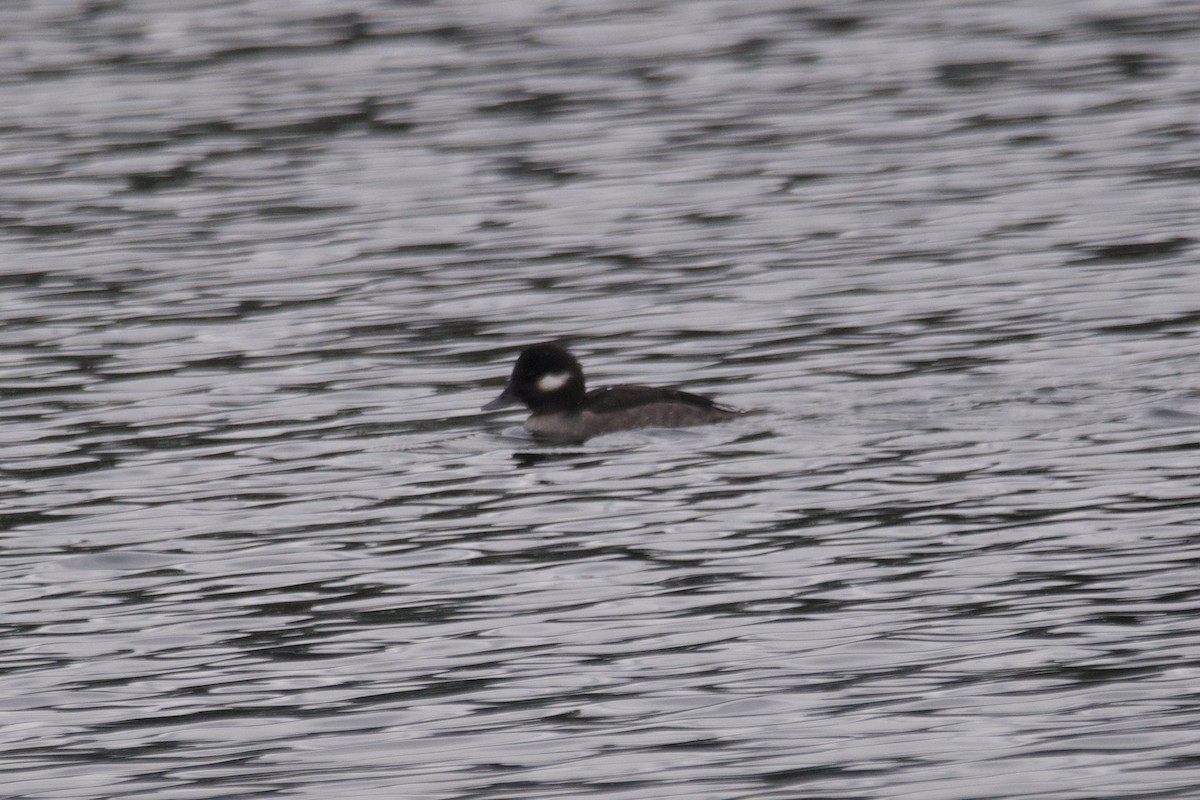 Bufflehead - ML611807552