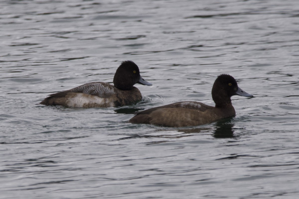 Lesser Scaup - ML611807564