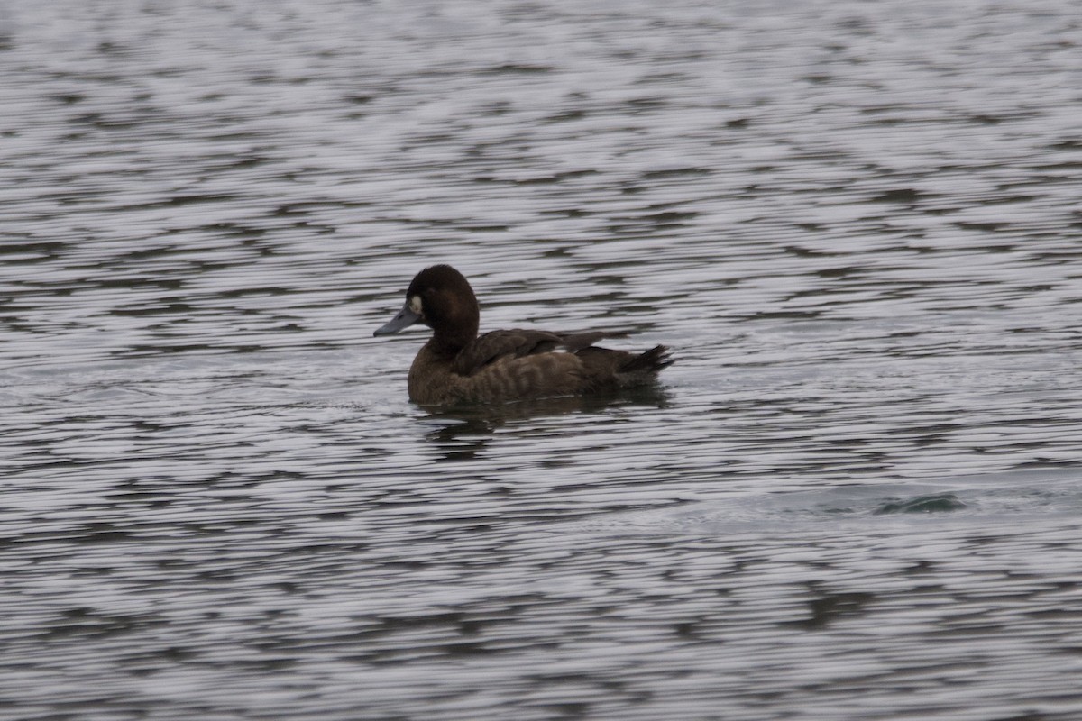 Lesser Scaup - ML611807566