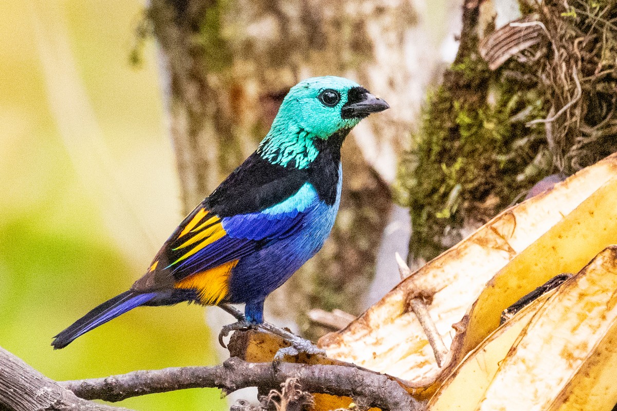 Seven-colored Tanager - Sue Wright