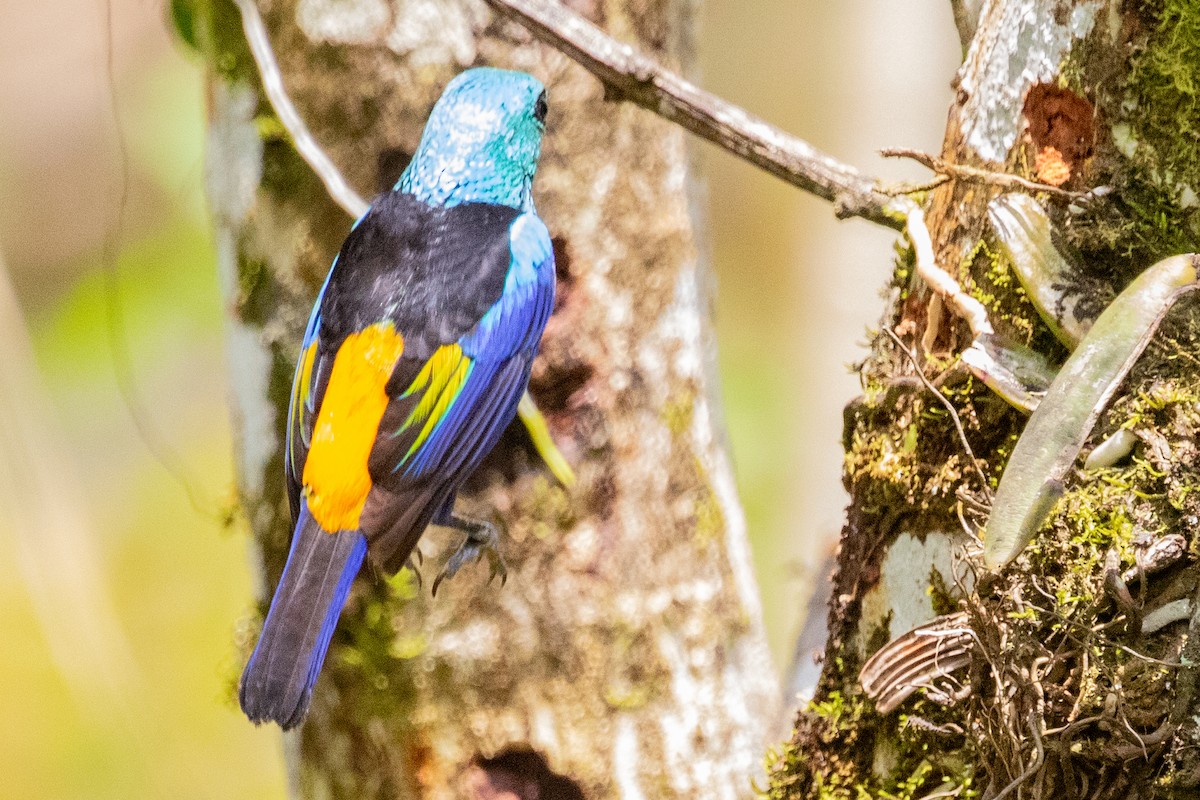 Seven-colored Tanager - Sue Wright