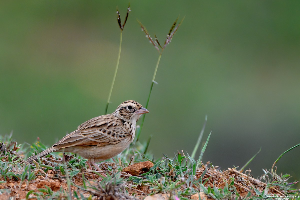 Jerdon's Bushlark - ML611807605