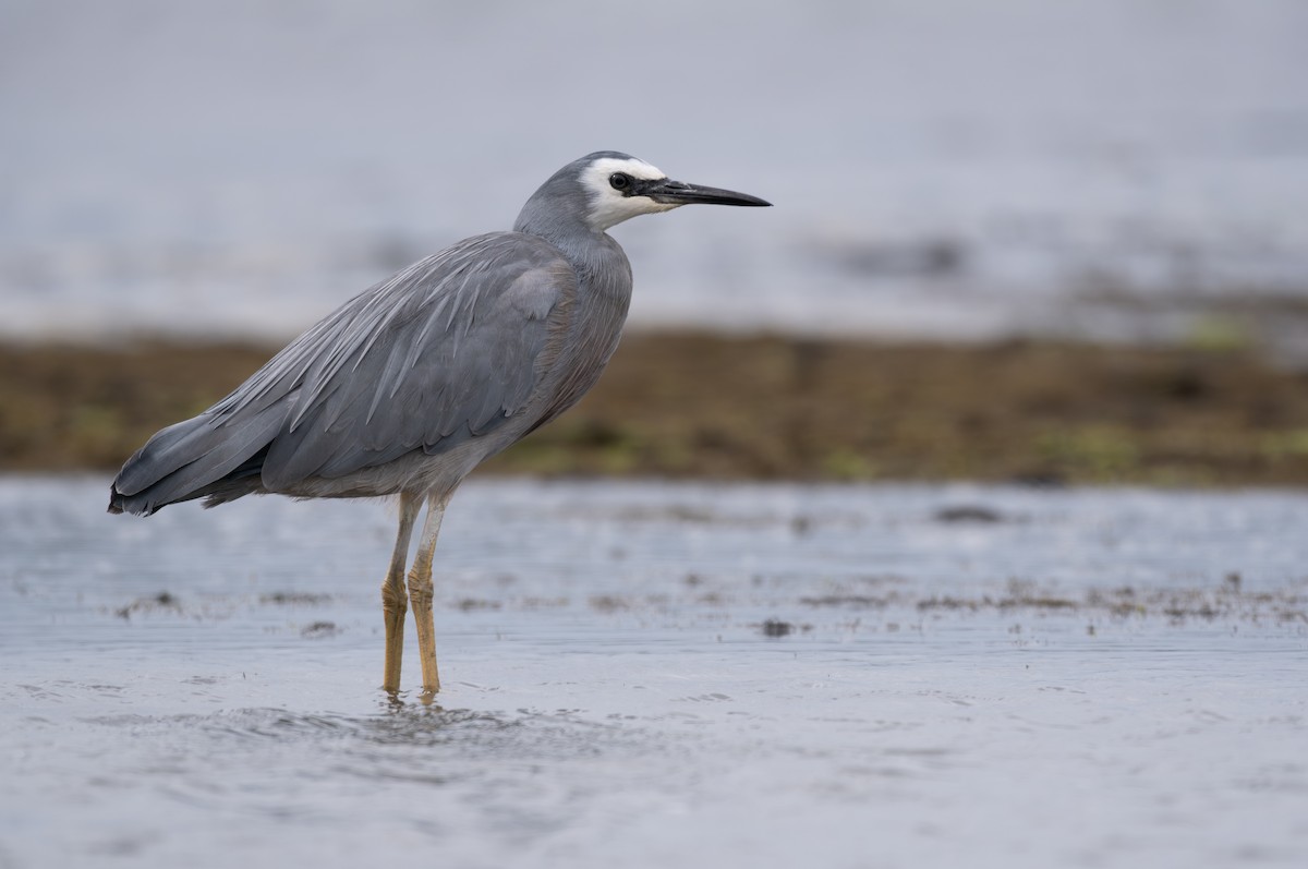 White-faced Heron - ML611807627