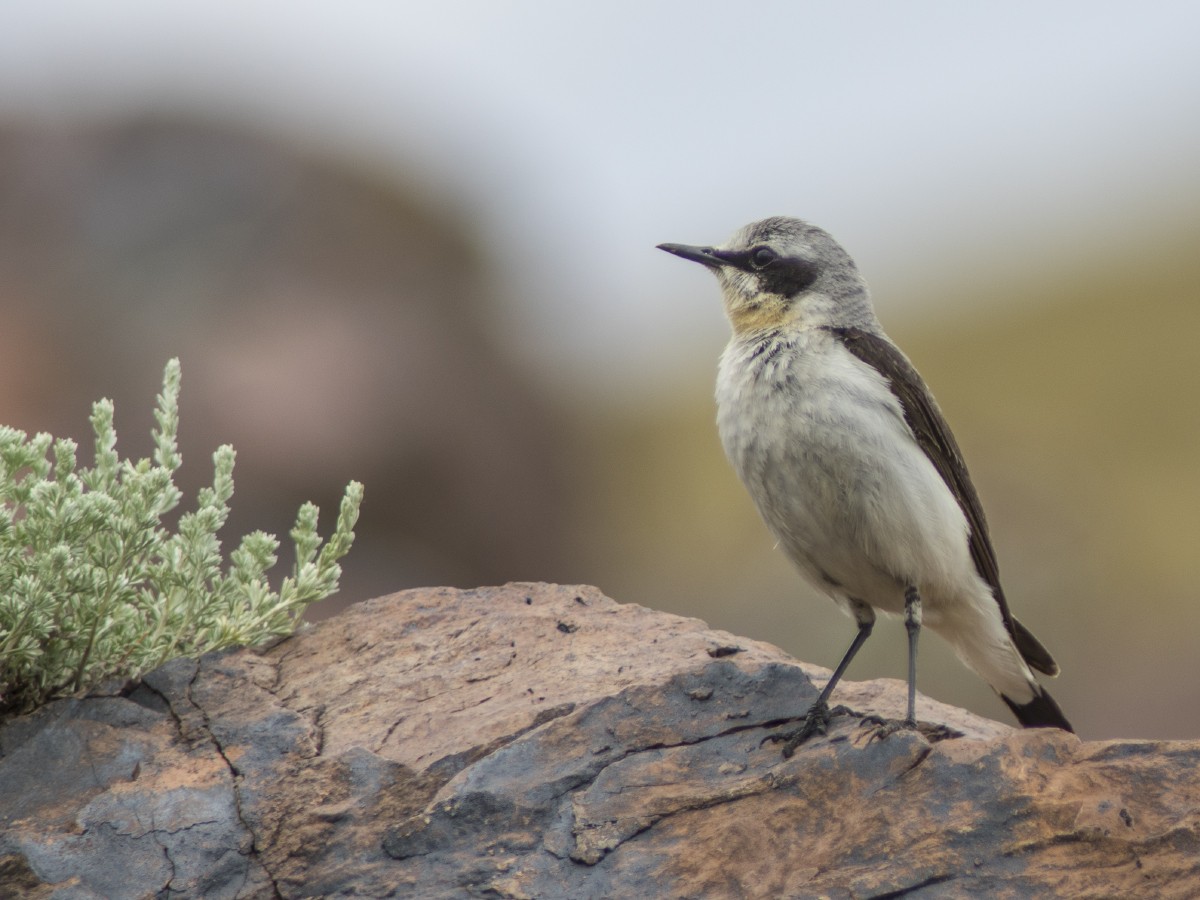 Northern Wheatear - Volkov Sergey