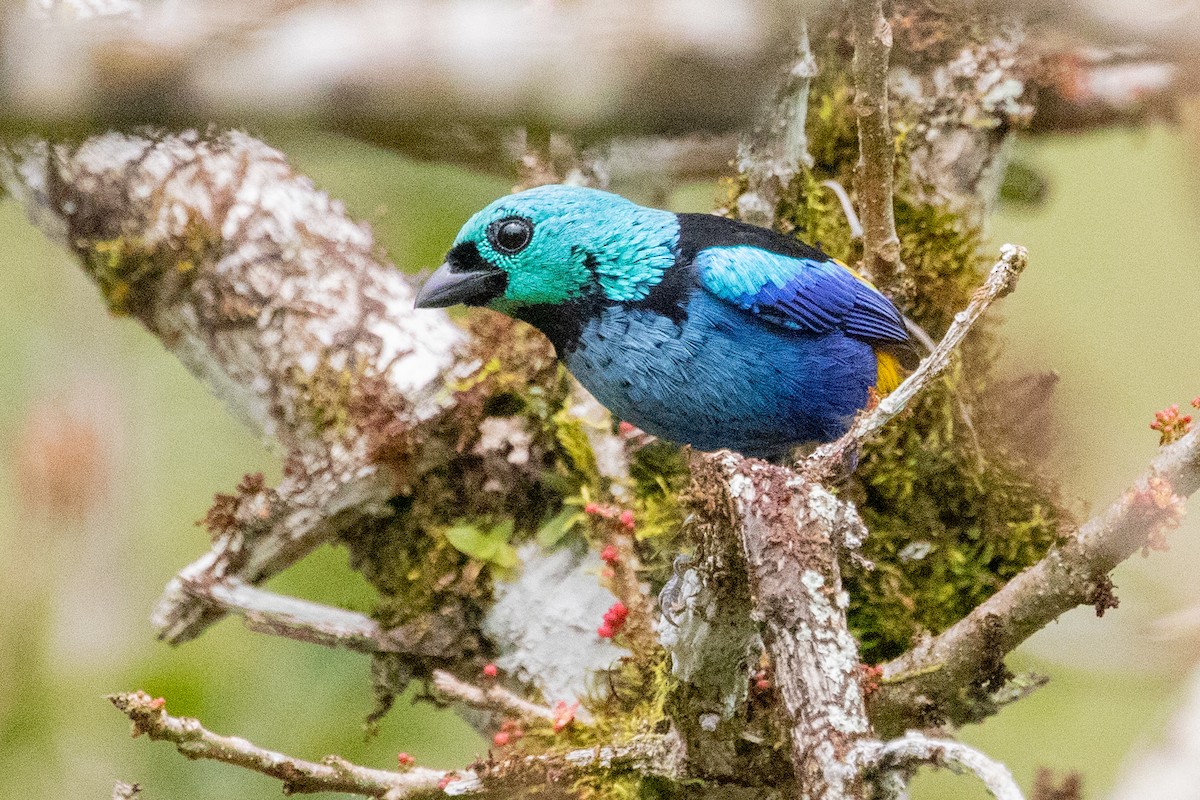 Seven-colored Tanager - Sue Wright