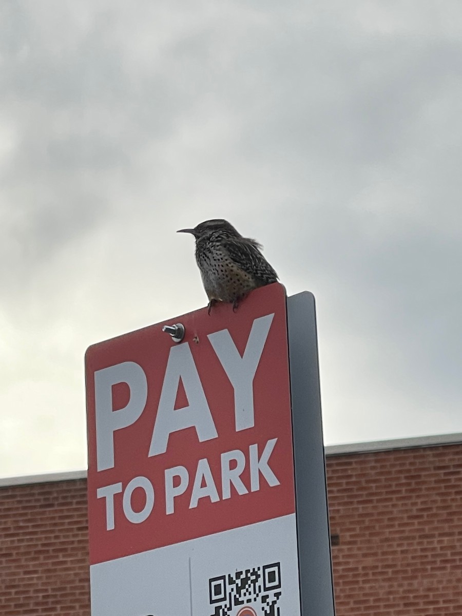 Cactus Wren - ML611807700