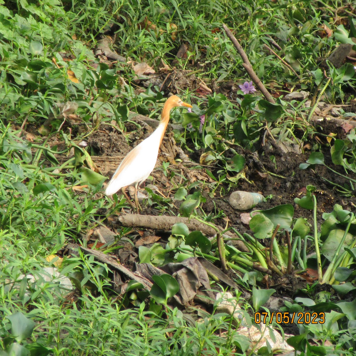 Koromandelkuhreiher - ML611807826
