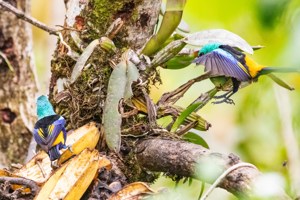 Seven-colored Tanager - Sue Wright