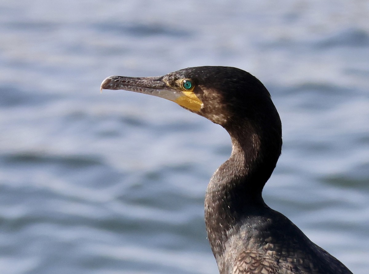 Great Cormorant - ML611807856