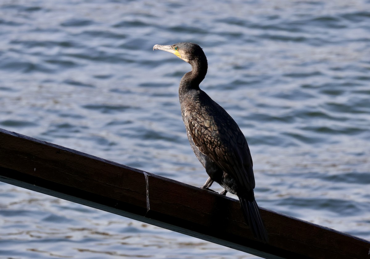 Great Cormorant - ML611807858