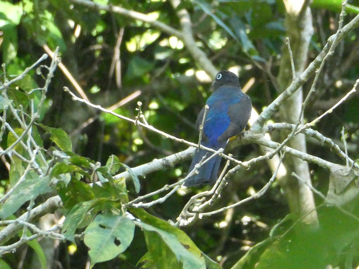 Green-backed Trogon - ML611807883