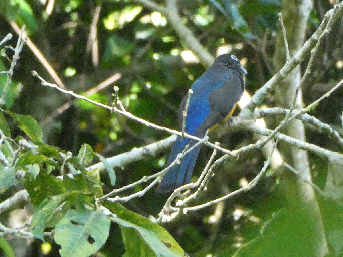 Trogon à queue blanche - ML611807887