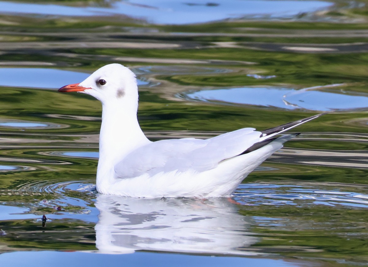 Black-headed Gull - ML611807892