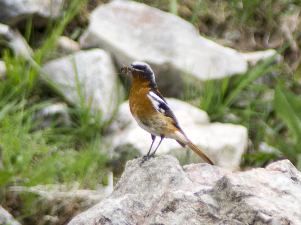 Rufous-backed Redstart - ML611807905