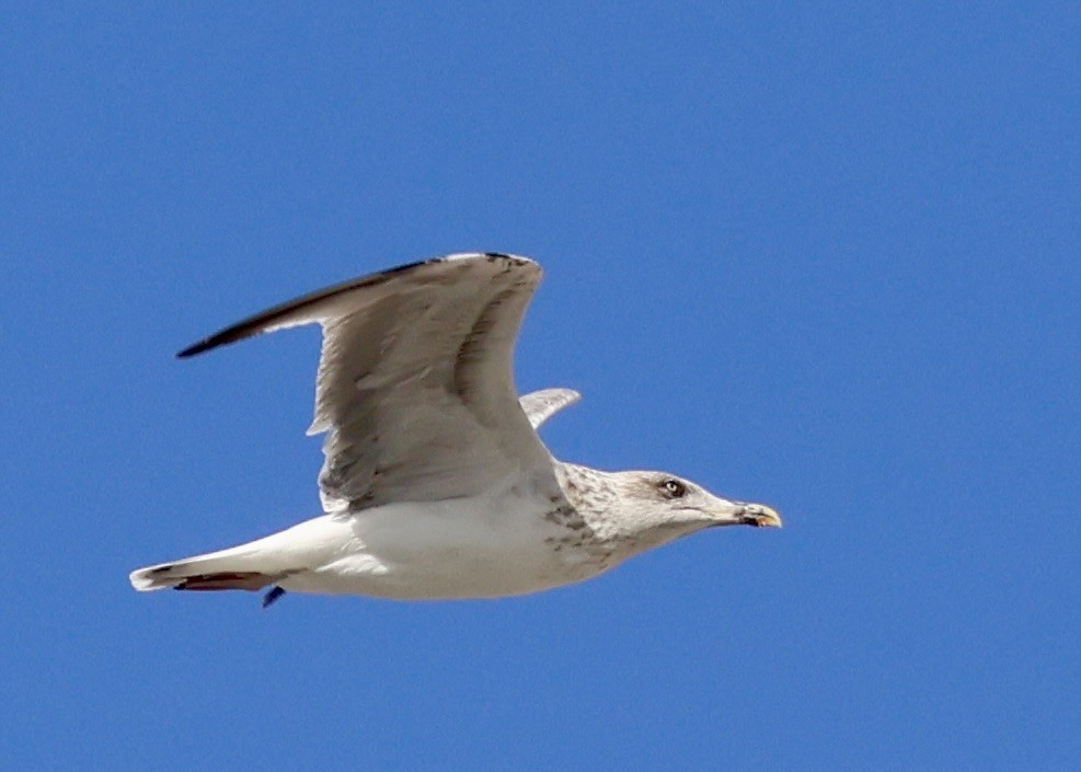 Yellow-legged Gull - ML611807907