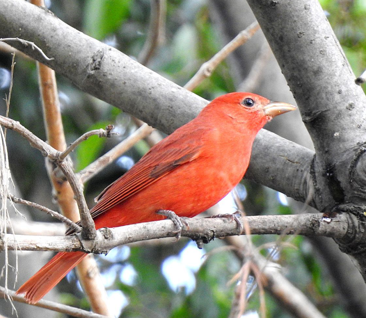 Summer Tanager - ML611807908