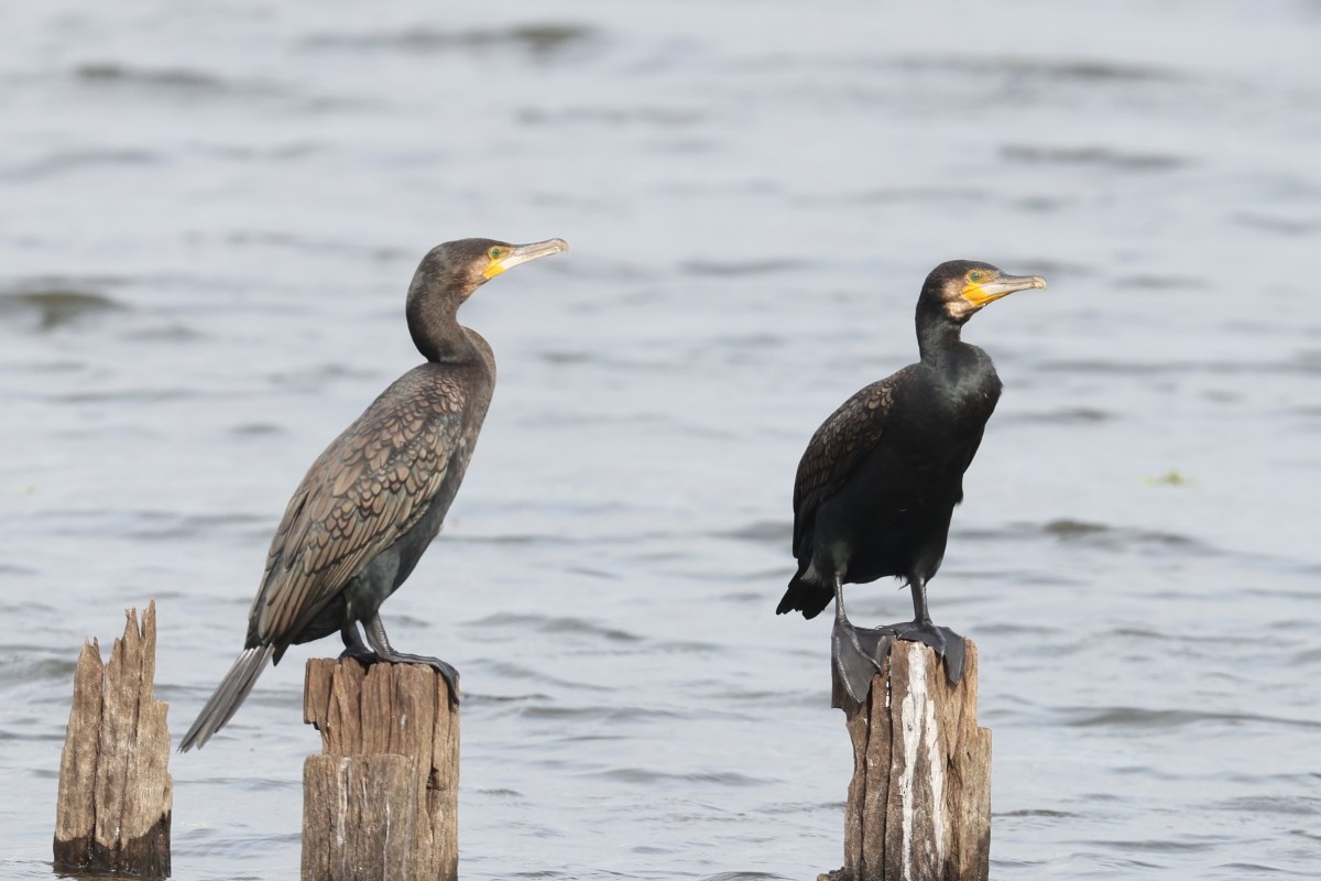 Great Cormorant - Andrew Lau