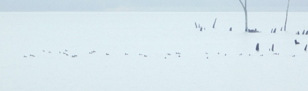 Lesser Scaup - ML611807916