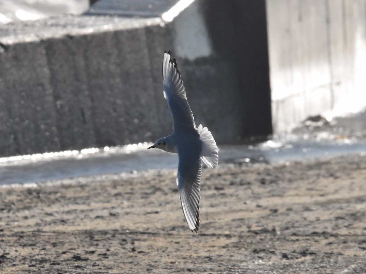 Bonaparte's Gull - ML611807941