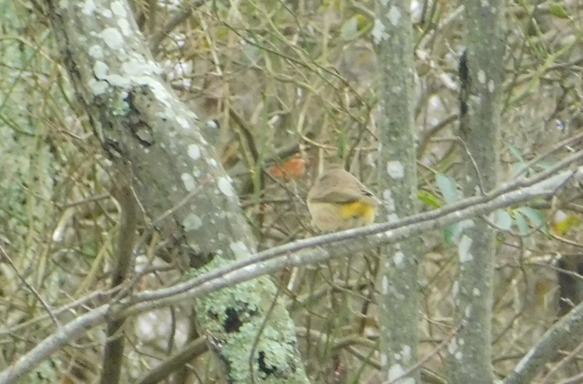 Palm Warbler (Western) - ML611807958