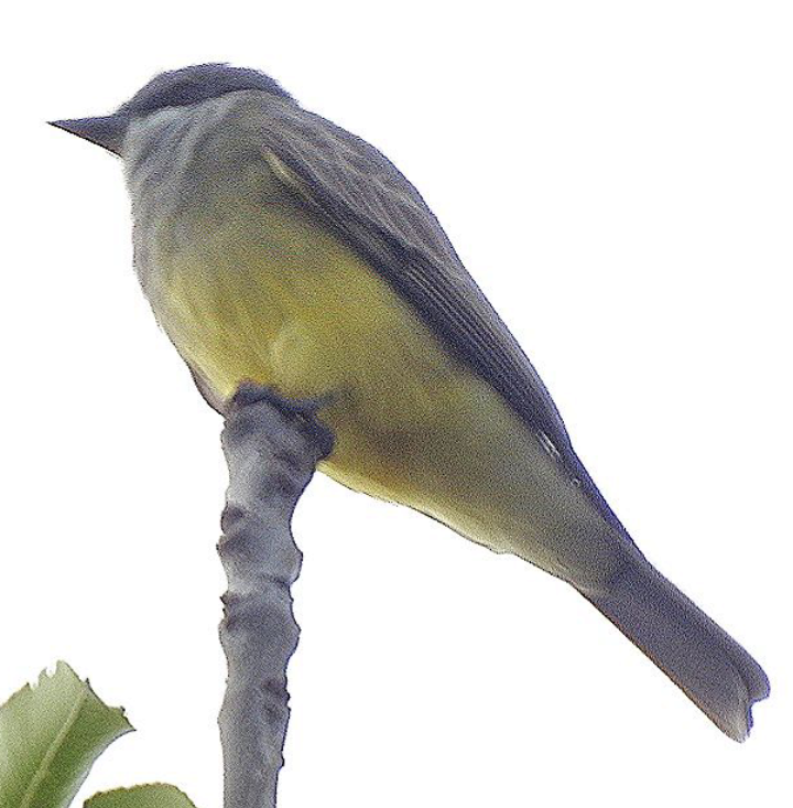 Cassin's Kingbird - ML611807960