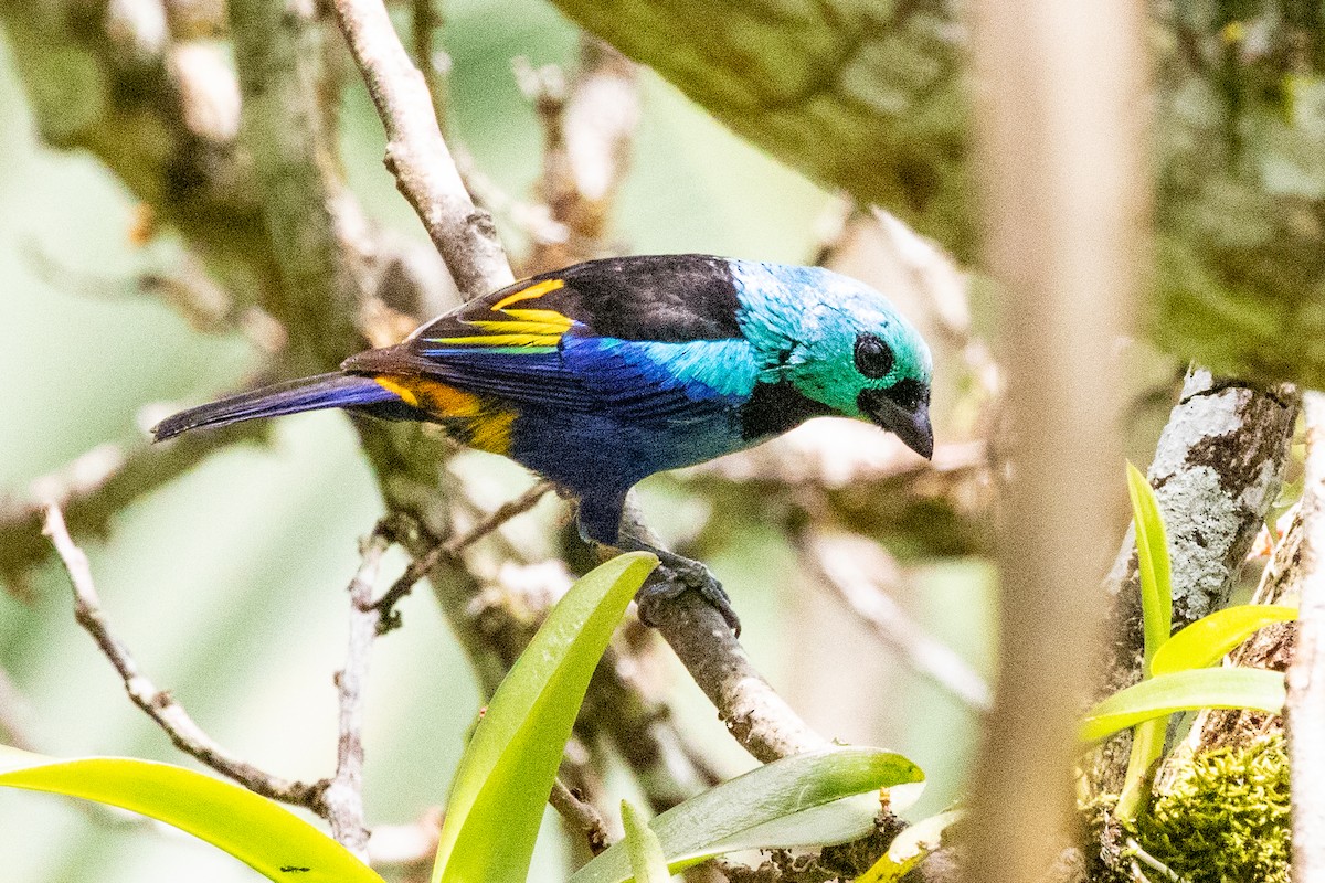 Seven-colored Tanager - Sue Wright