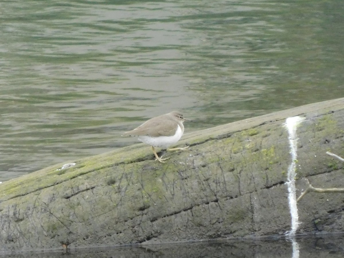 Spotted Sandpiper - ML611807986