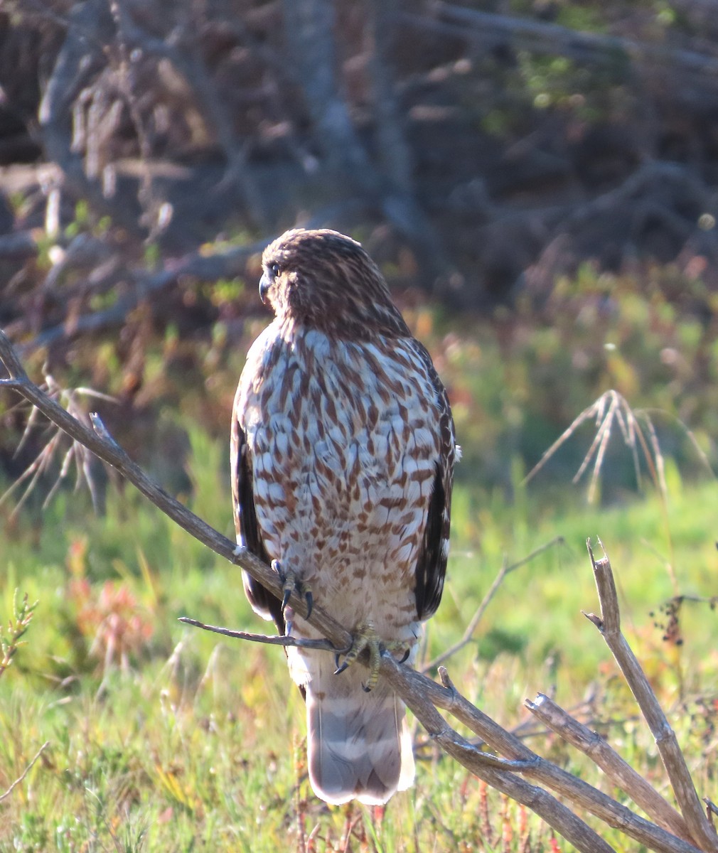 Red-shouldered Hawk - ML611808002