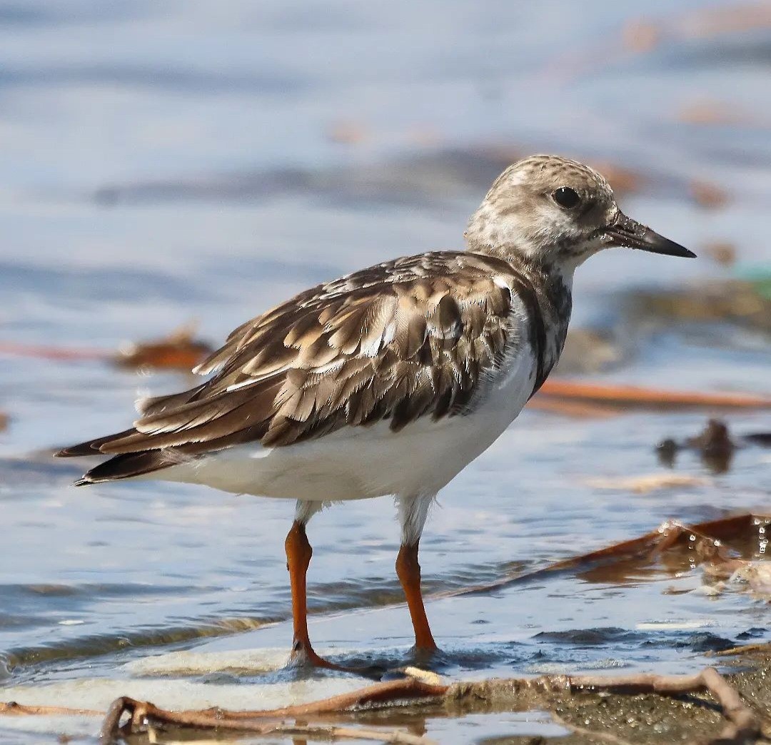 Ruddy Turnstone - ML611808009