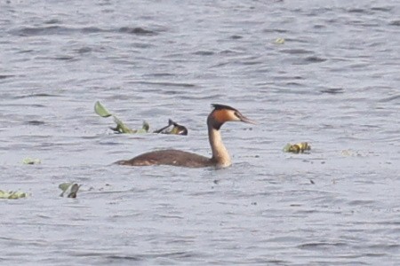 Great Crested Grebe - Andrew Lau