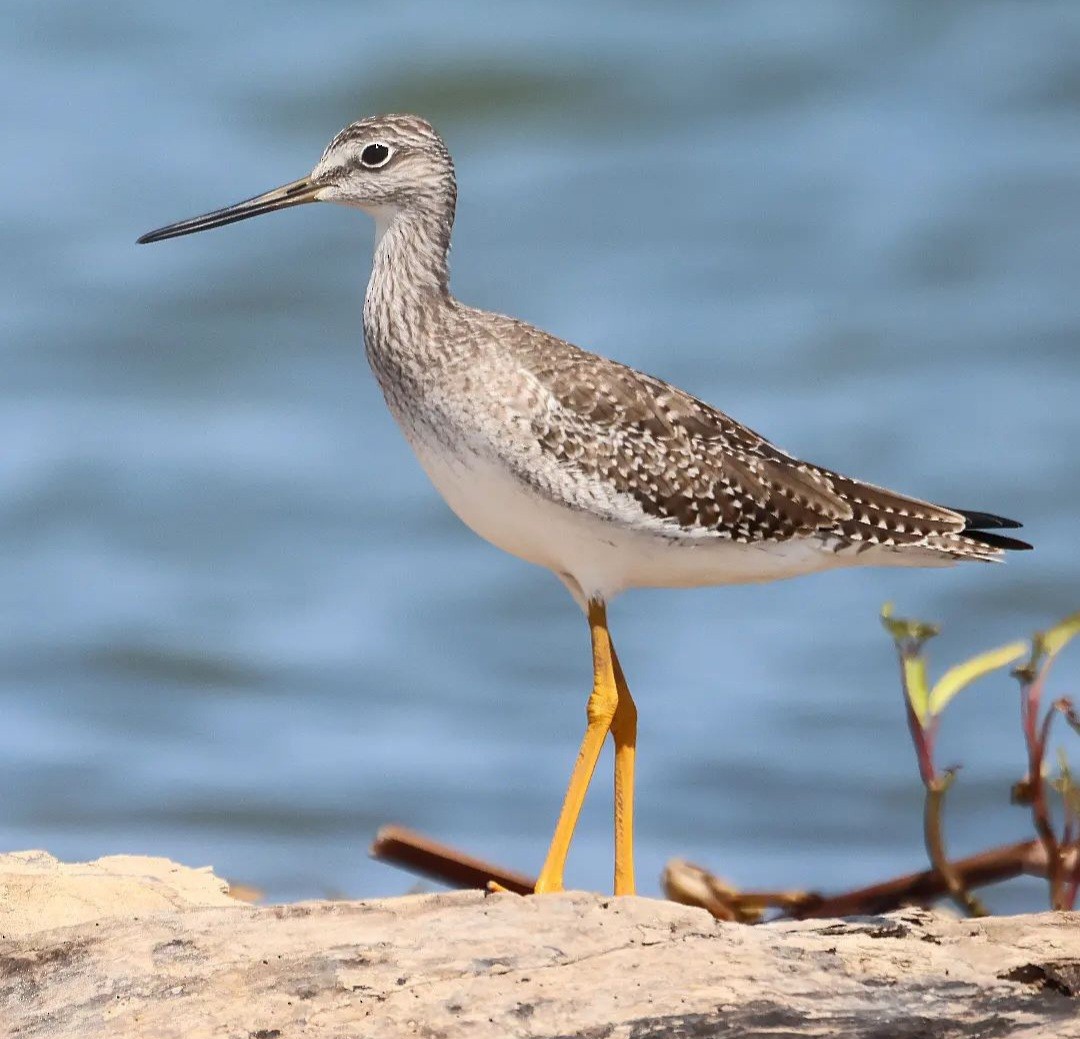 Greater Yellowlegs - Jorge Alcalá