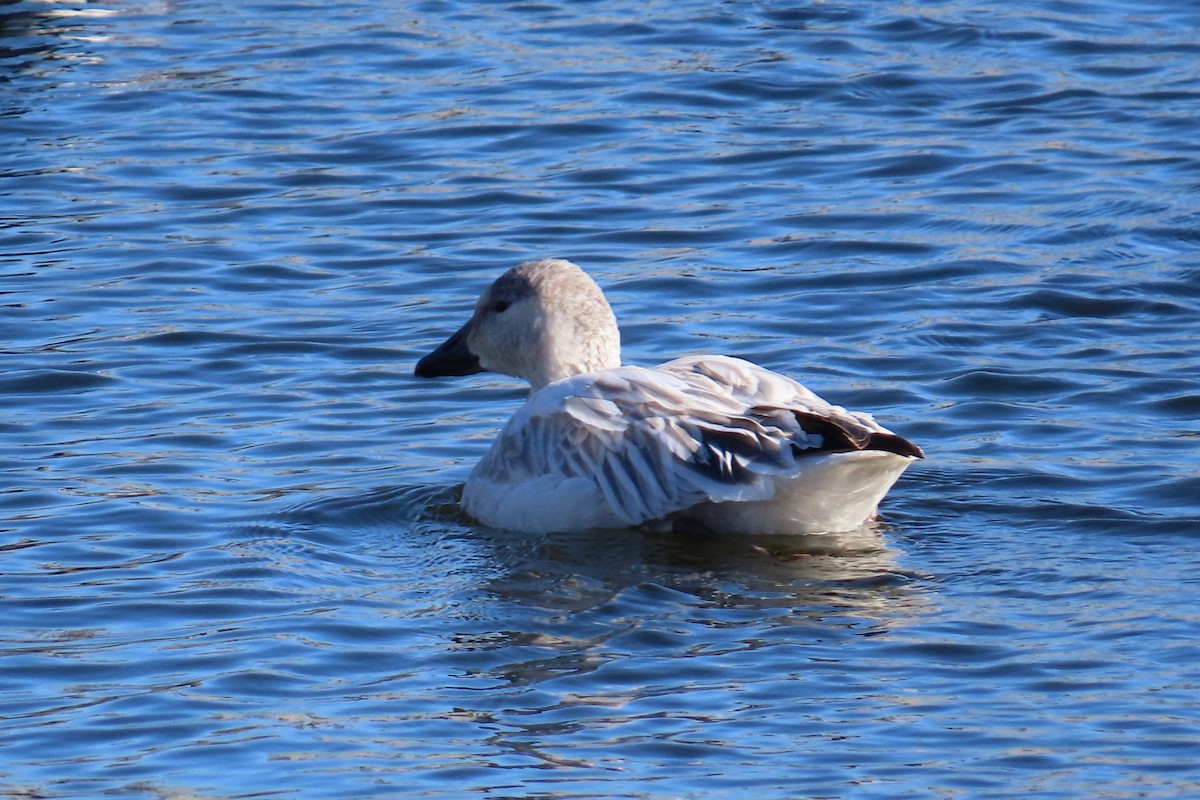 Snow Goose - ML611808064