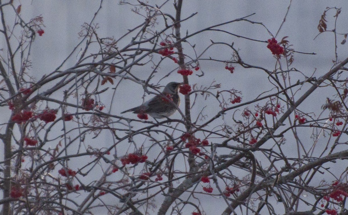 Fieldfare - Rebecca Rogge