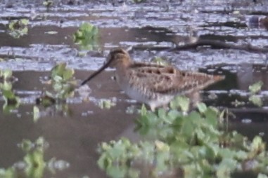 Latham's Snipe - ML611808092